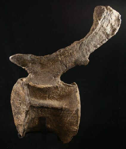 Beautiful Diplodocus Caudal Vertebra - Dana Quarry #10145